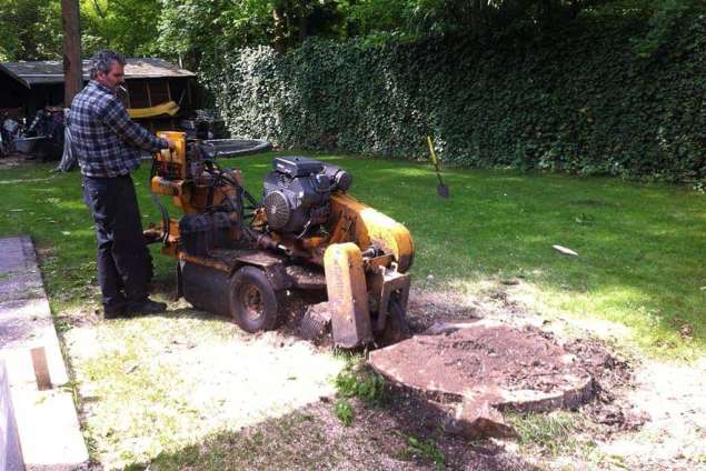 Bomen rooien Sas van Gent